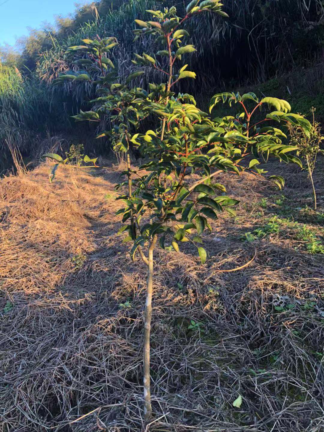 龙岩市新罗区钰园苗木专业合作社