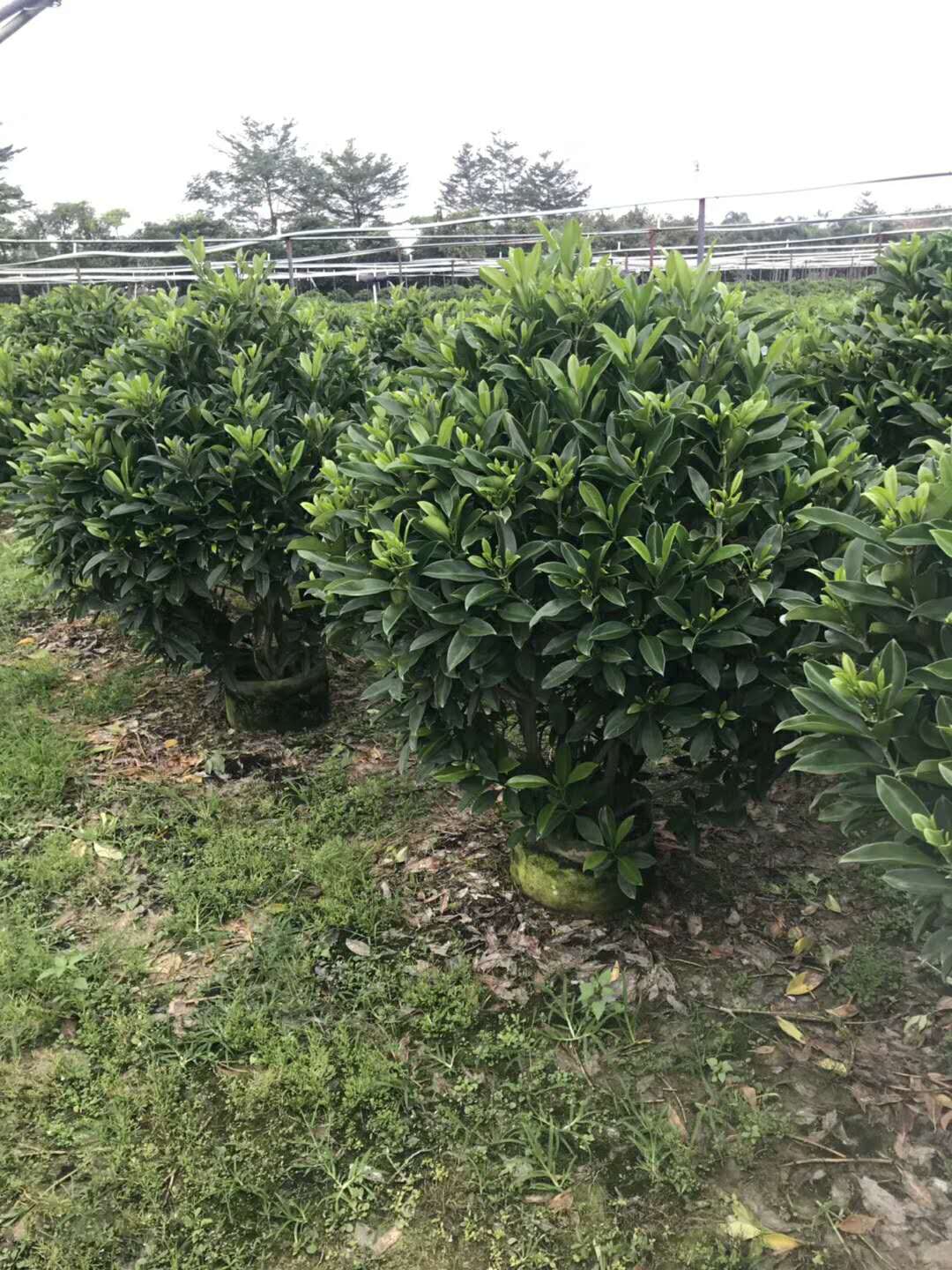 非洲茉莉 非洲茉莉种植方法 非洲茉莉种植基地 广东非洲茉莉价格图片