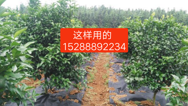 防草布圖片/防草布樣板圖 (2)