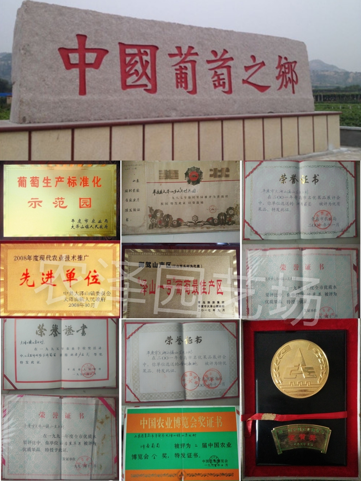 葡萄苗圖片/葡萄苗樣板圖 (4)