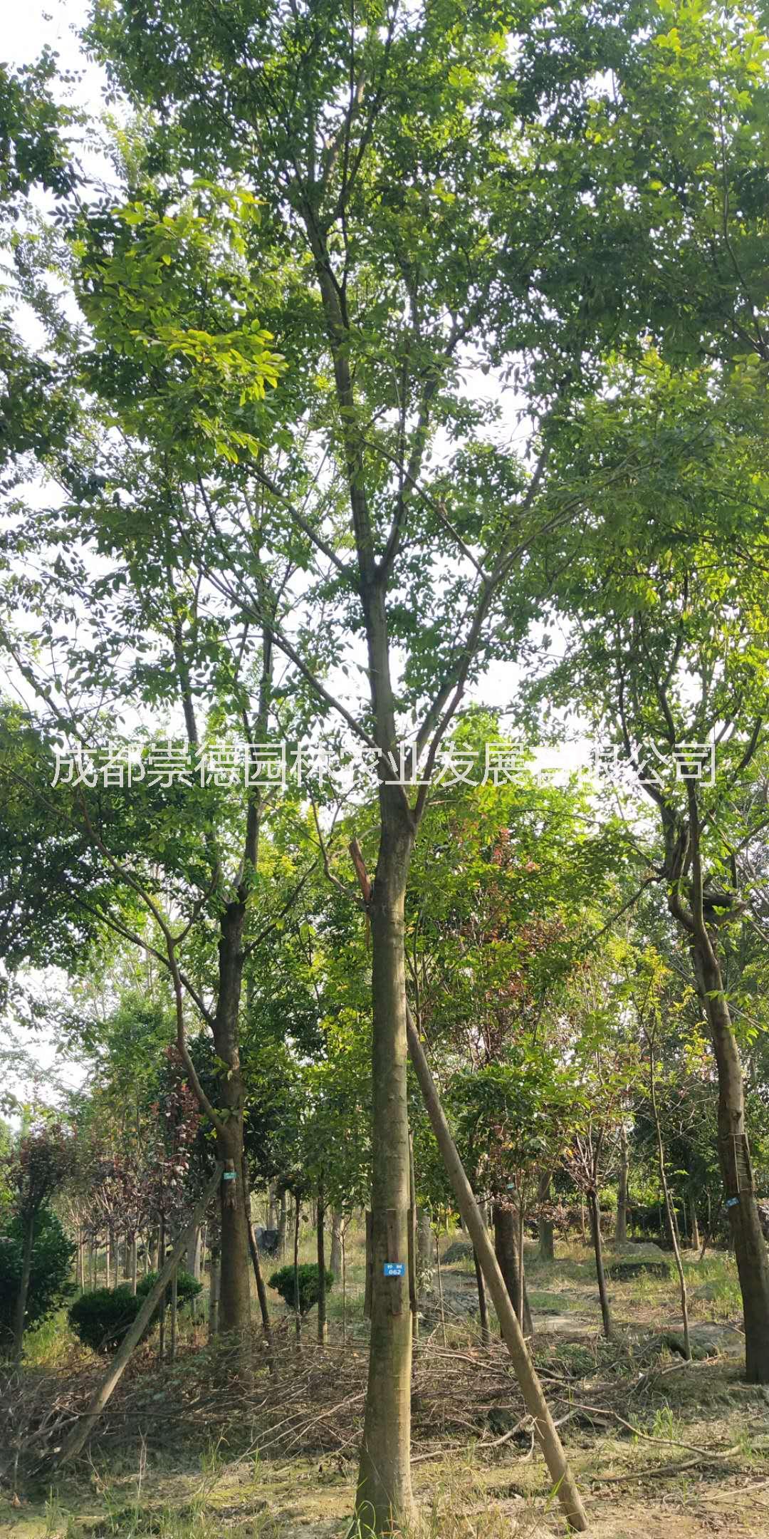 成都優(yōu)質(zhì)*樸樹價格低特點
