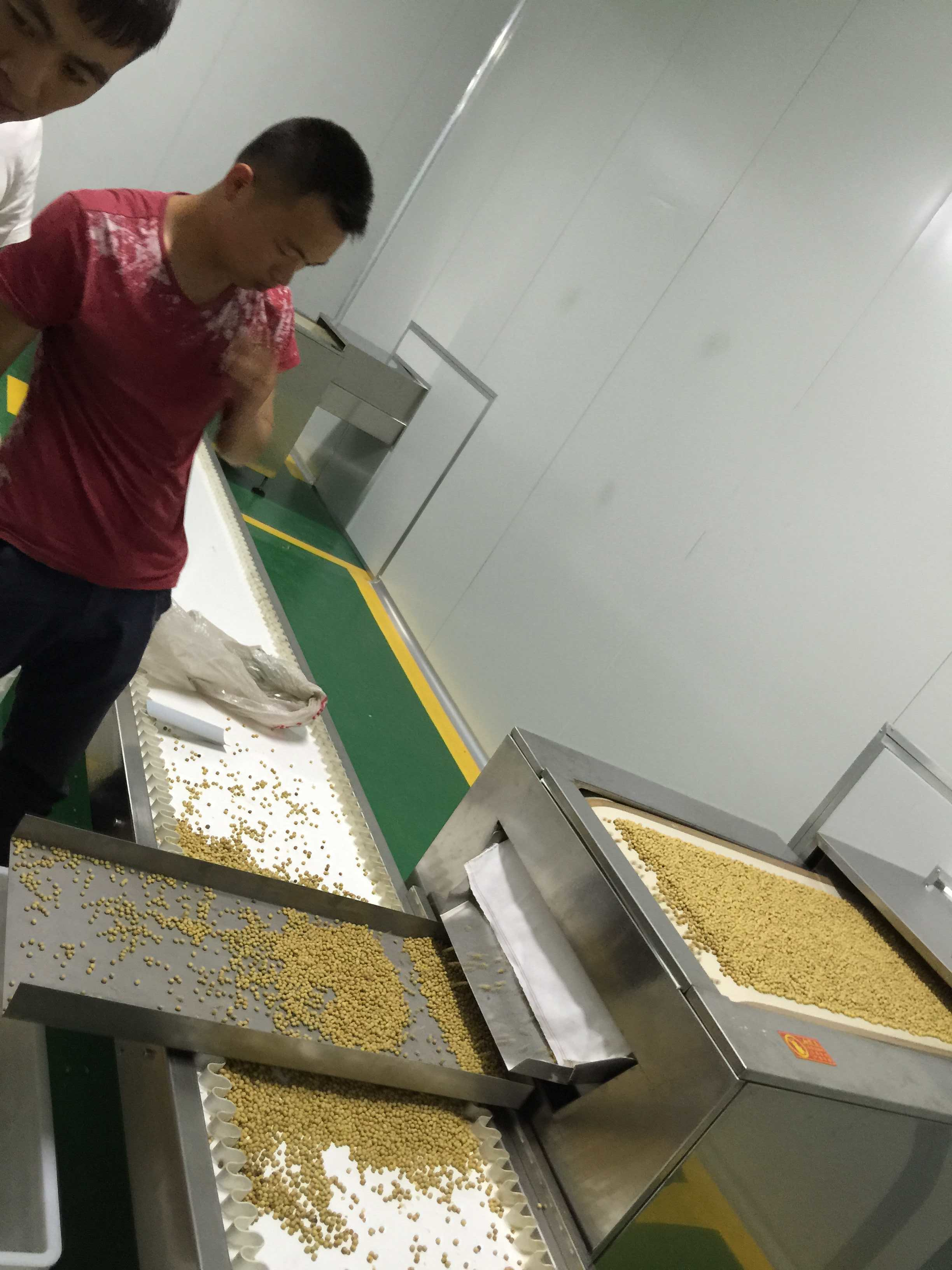 黃豆圖片/黃豆樣板圖 (3)