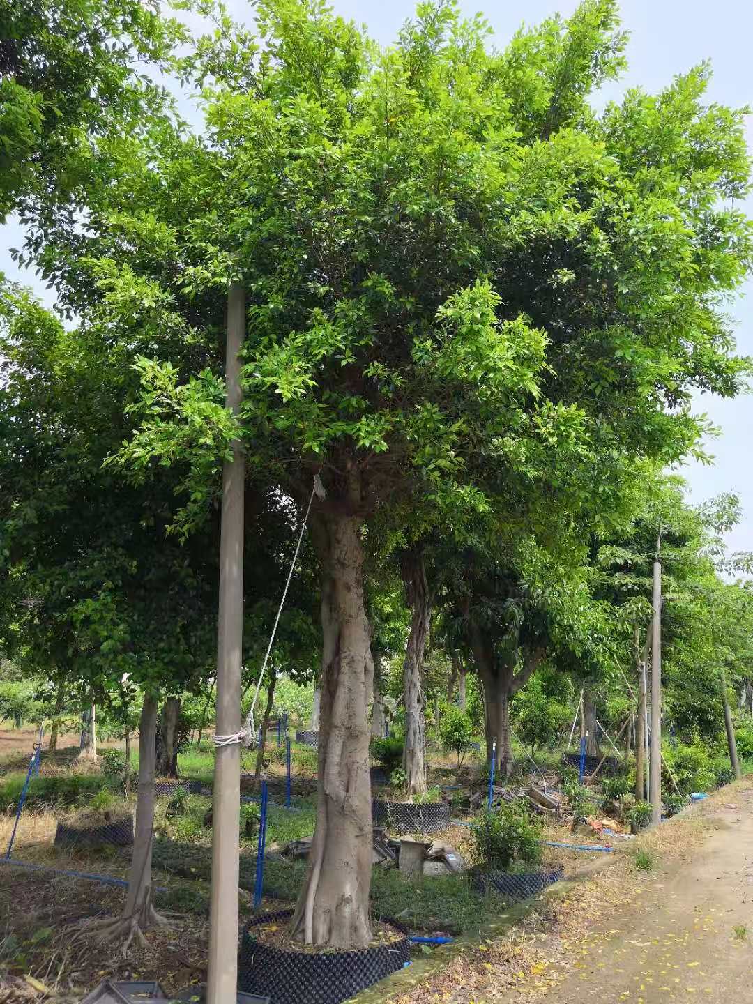 小葉欖仁圖片/小葉欖仁樣板圖 (3)