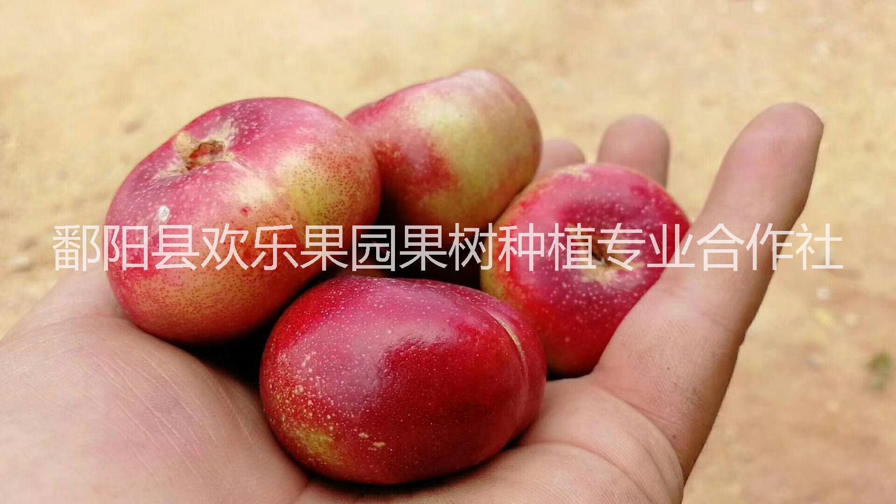 供應(yīng)紐扣蟠桃 紐扣蟠桃苗廠家直銷 紅油蟠桃苗廠家批發(fā) *批發(fā)紐扣蟠桃苗