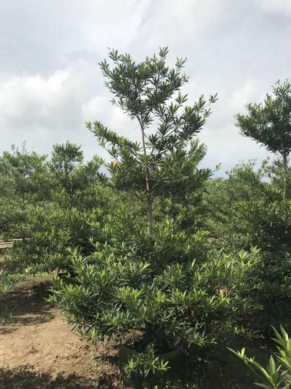 水石榕圖片/水石榕樣板圖 (2)