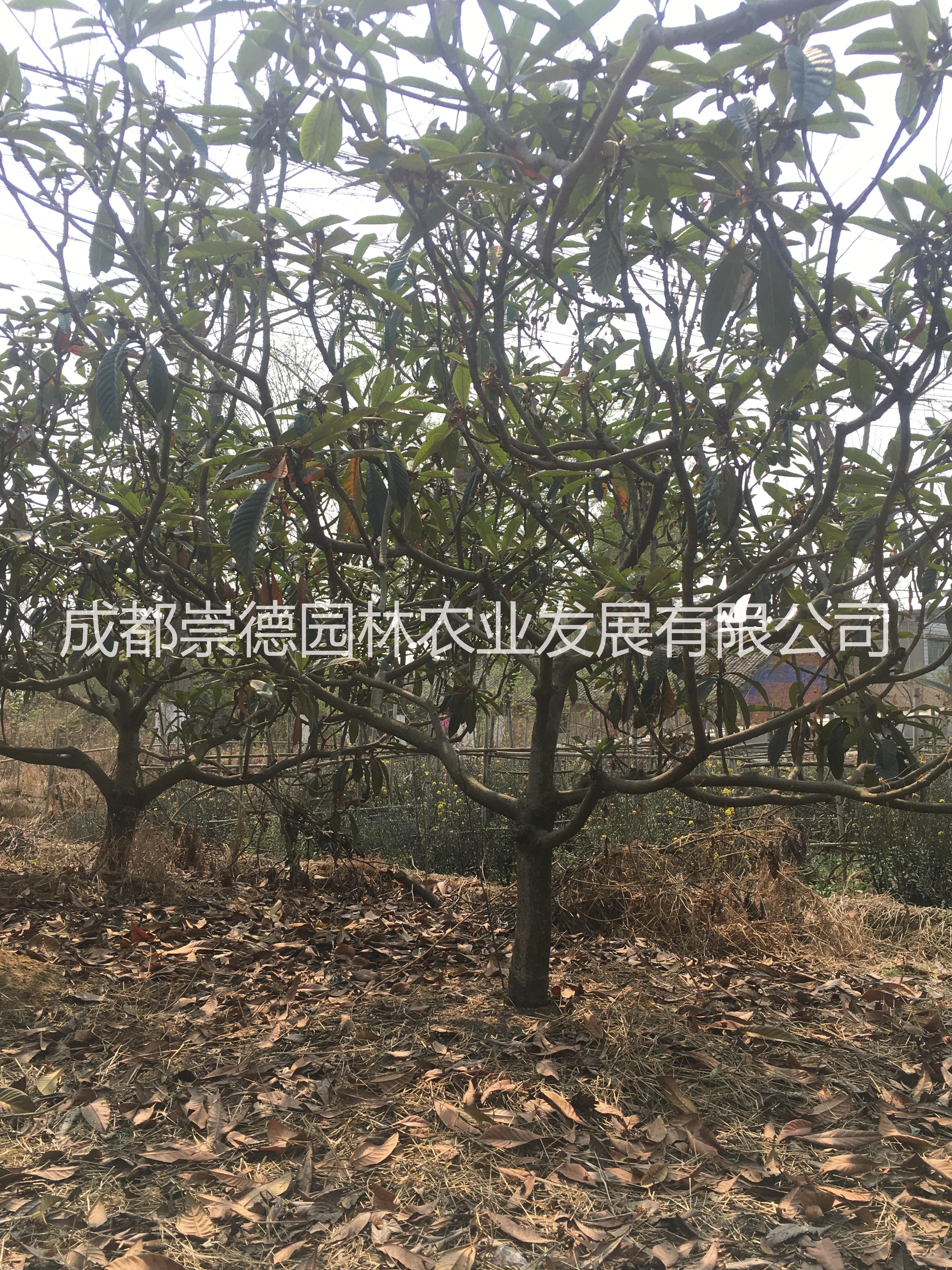 成都精品圖片/成都精品樣板圖 (2)