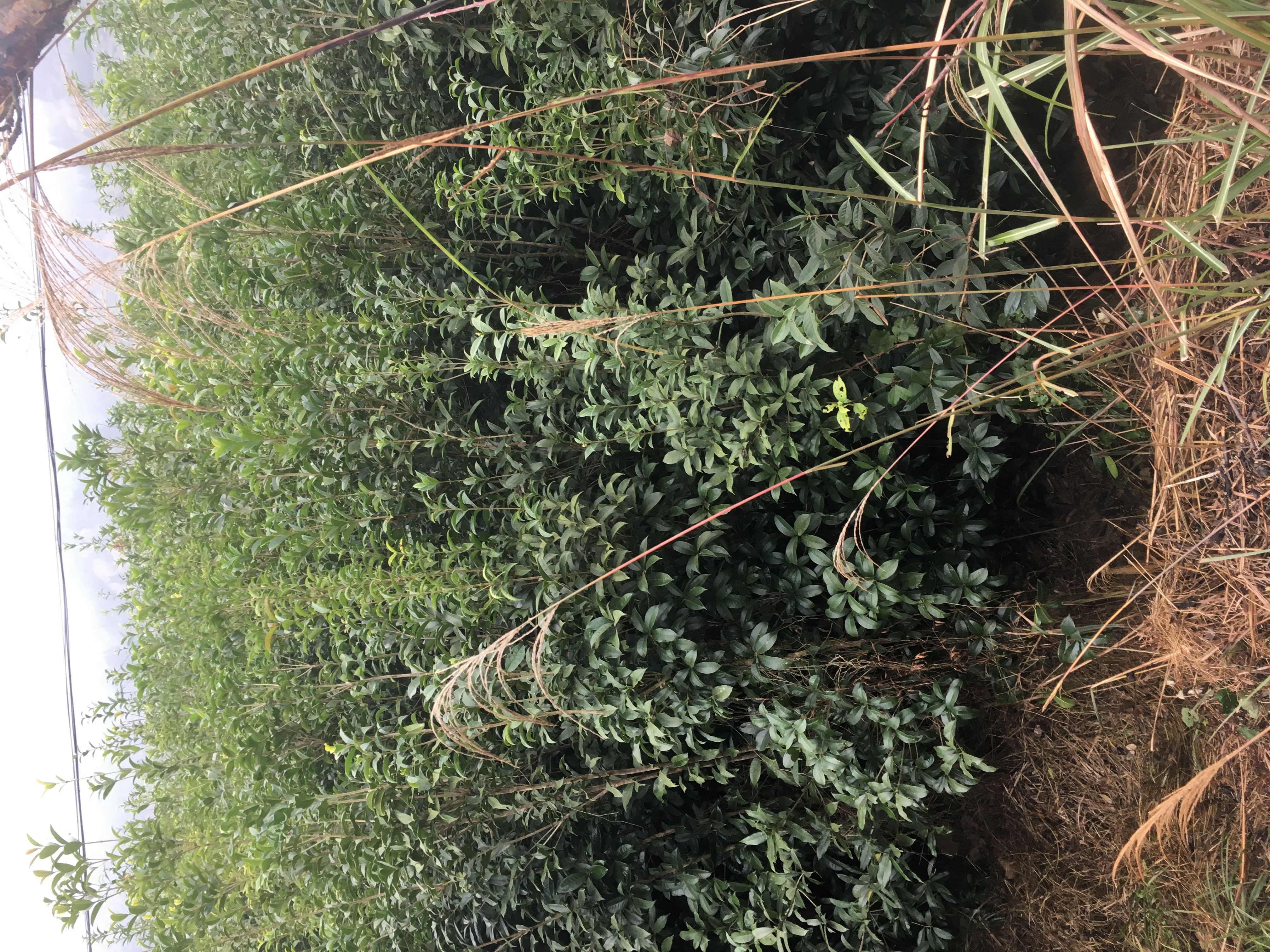 綠化桂花樹苗/大量?jī)?yōu)質(zhì)綠化樹桂花樹/湖南懷化靖州種植基地