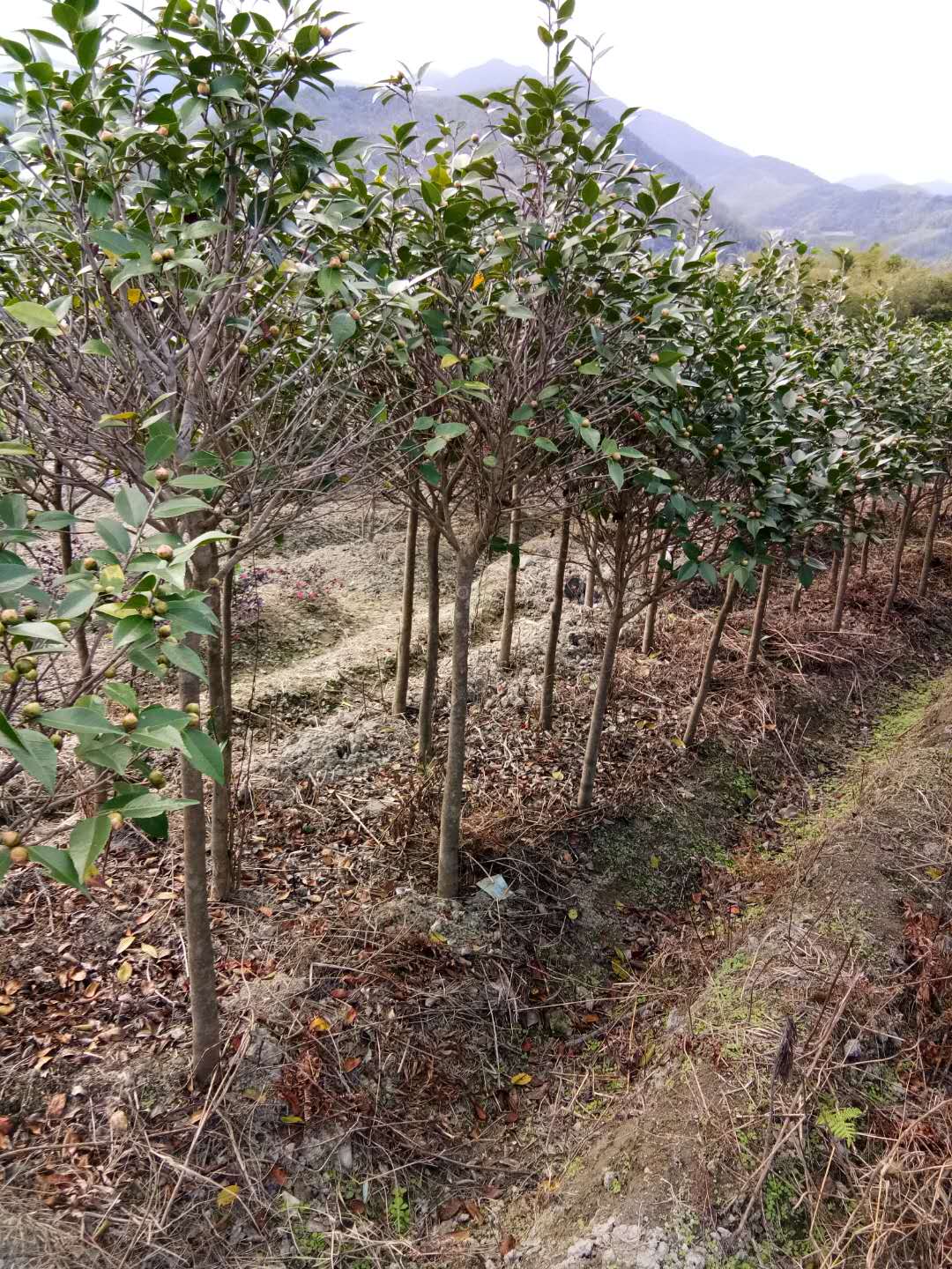 茶花樹苗圖片/茶花樹苗樣板圖 (1)