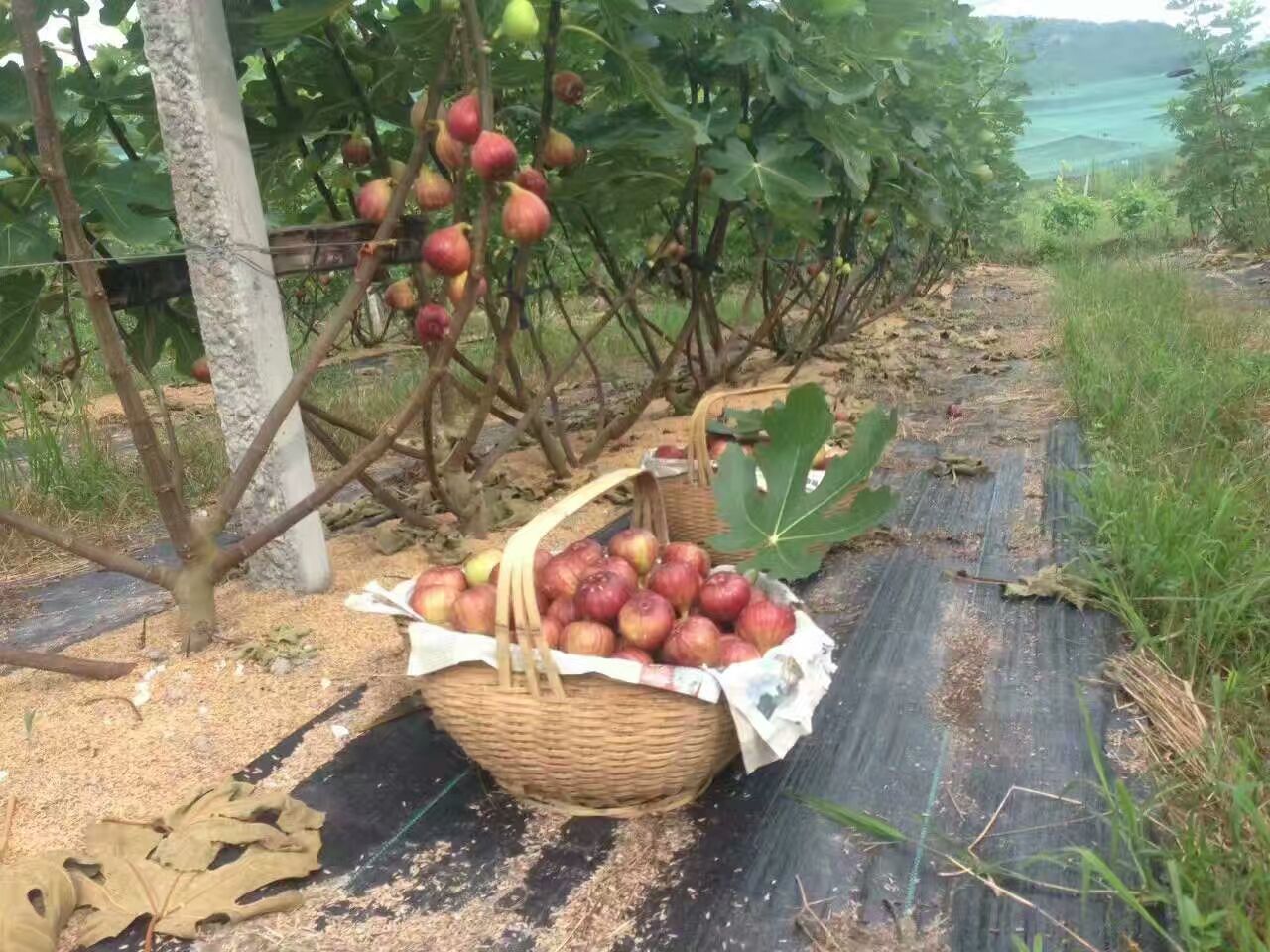 波姬红无花果，波姬红无花果苗，波姬红无花果苗价格，无花果苗批发，红皮无花果，青皮红肉无花果，大果无花果苗，华丽无花图片