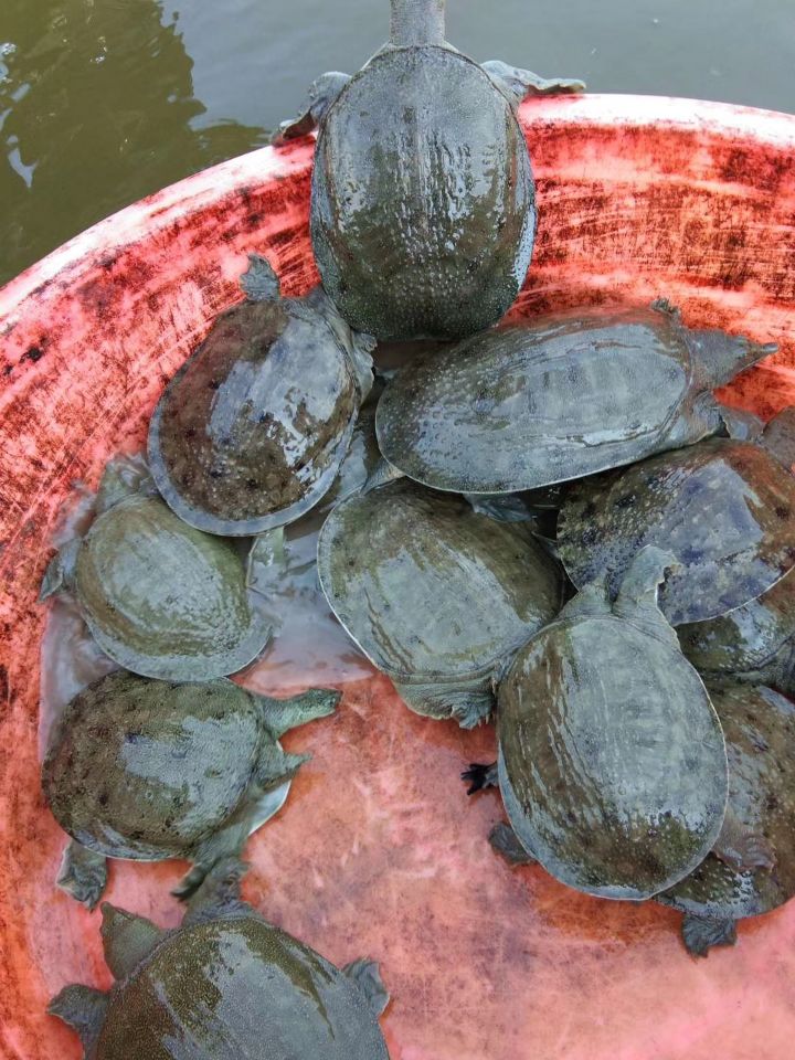 湖南岳阳中华鳖甲鱼种苗养殖场出售纯种中华鳖甲鱼苗