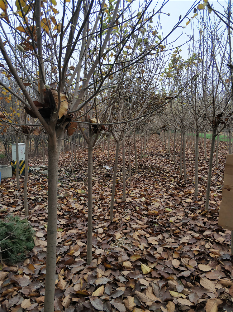 玉蘭圖片/玉蘭樣板圖 (3)