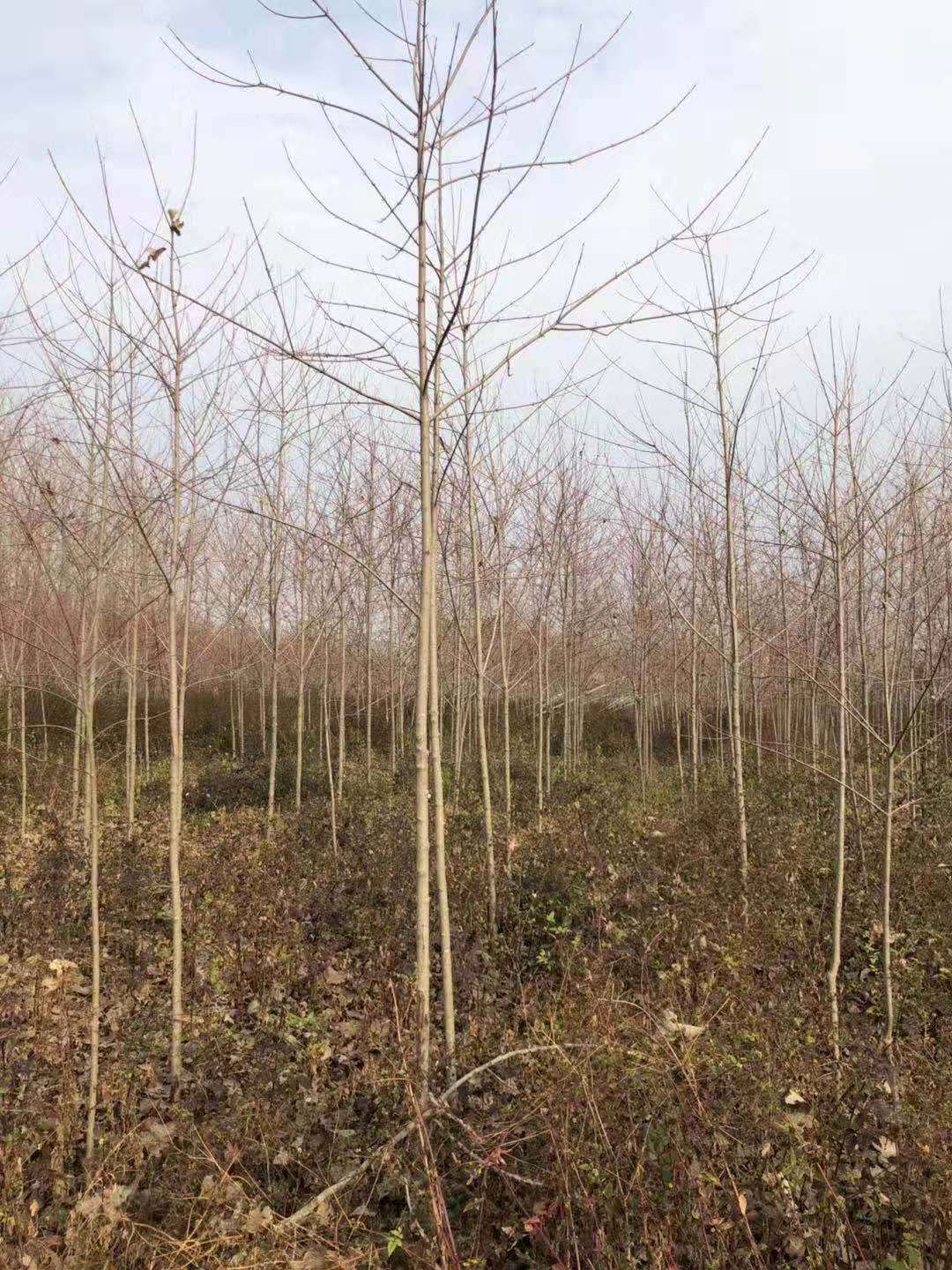 徐州市美国红枫厂家江苏市美国红枫种植基地哪家好