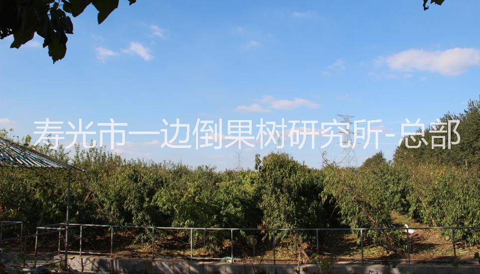 葡萄苗基地供應(yīng)價格