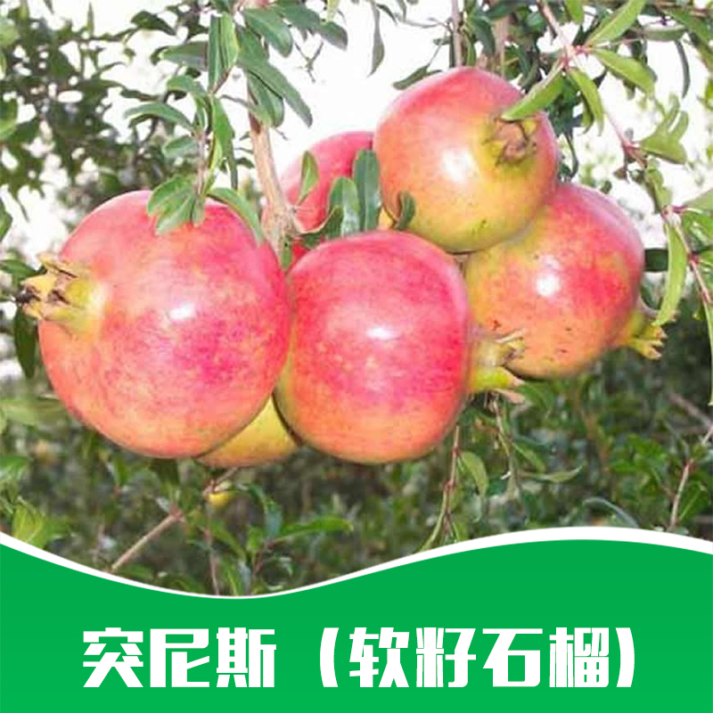 突尼斯（软籽石榴）