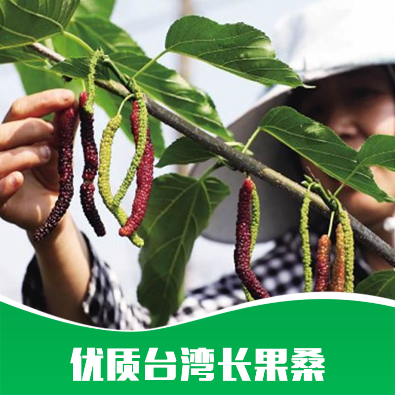 臺灣長果桑圖片/臺灣長果桑樣板圖 (4)