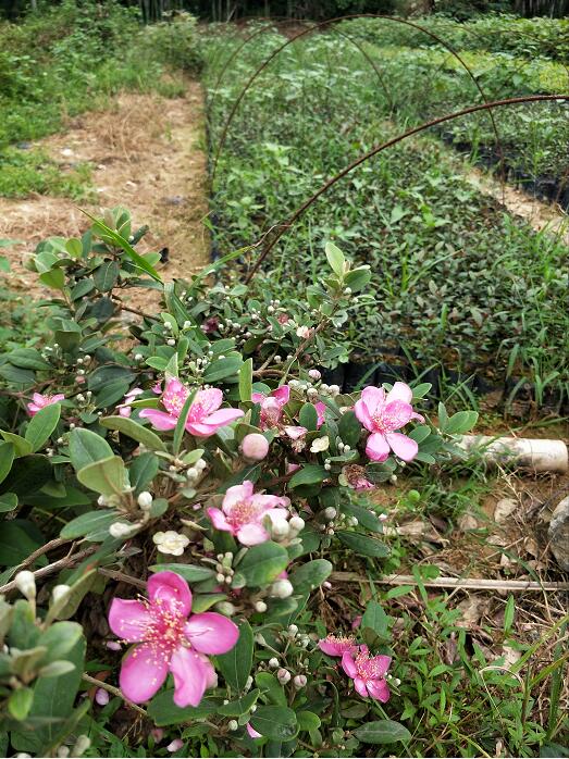 桃金娘圖片/桃金娘樣板圖 (4)