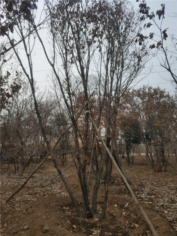 丛生蒙古栎 蒙古栎基地 蒙古栎苗 帅意苗圃专业种植图片