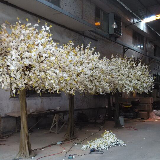 櫻花樹圖片/櫻花樹樣板圖 (2)