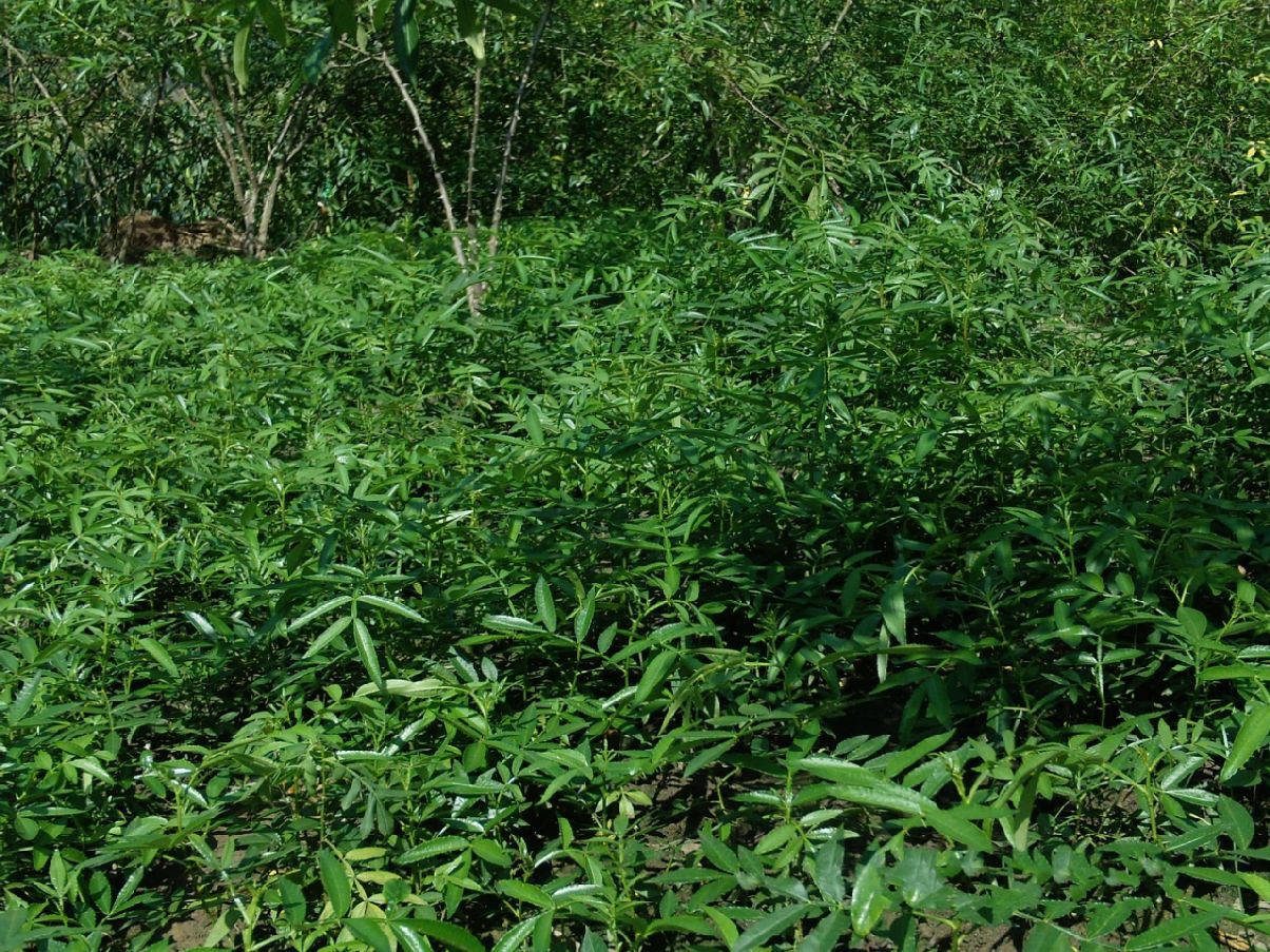 花椒苗 批发花椒苗 云南花椒苗 云南花椒苗基地  昭通花椒苗批发基地 优质花椒苗  优质青花椒苗图片