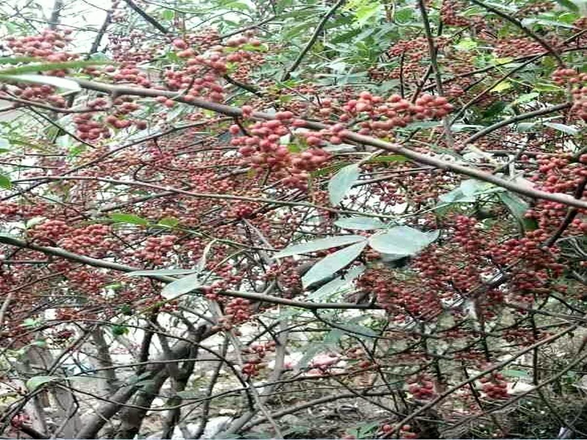 花椒圖片/花椒樣板圖 (4)