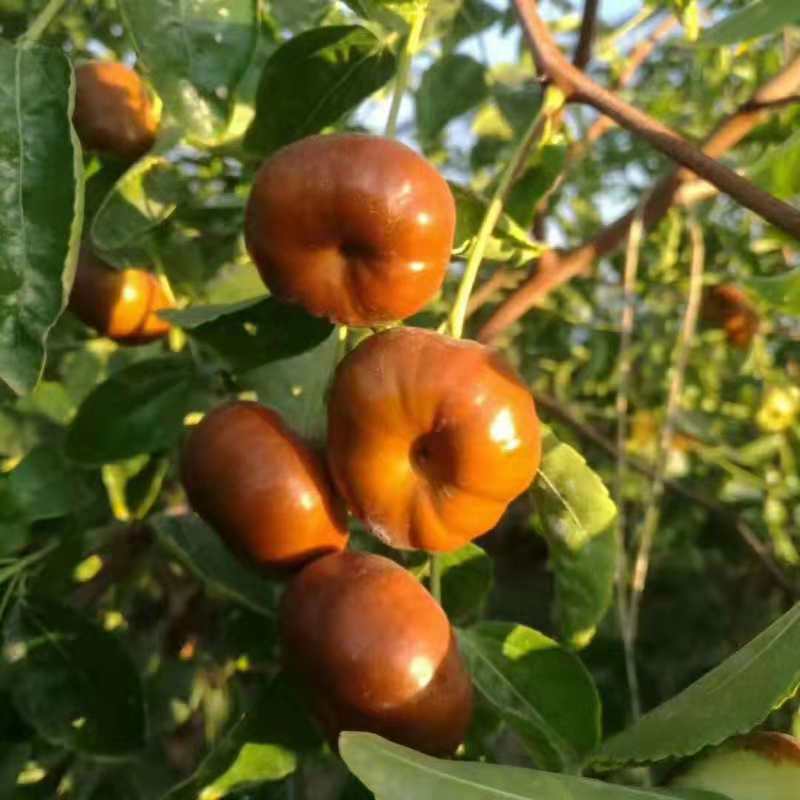 蟠枣 供应蟠枣苗 圆形柿枣 柿饼枣苗 新品种圆枣 蟠枣种苗供应图片