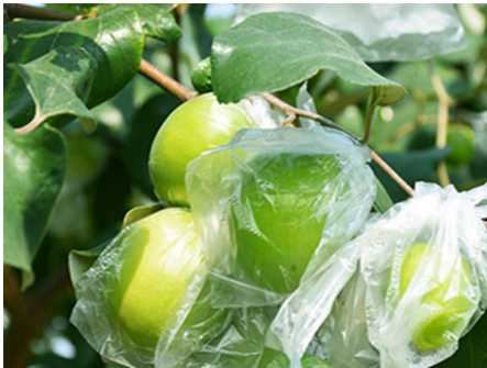 青棗苗批發(fā)  福建青棗苗批發(fā) 青棗苗苗木  福建青棗苗 青棗苗供應(yīng)商 青棗苗生產(chǎn)廠家 臺灣青棗苗批發(fā)