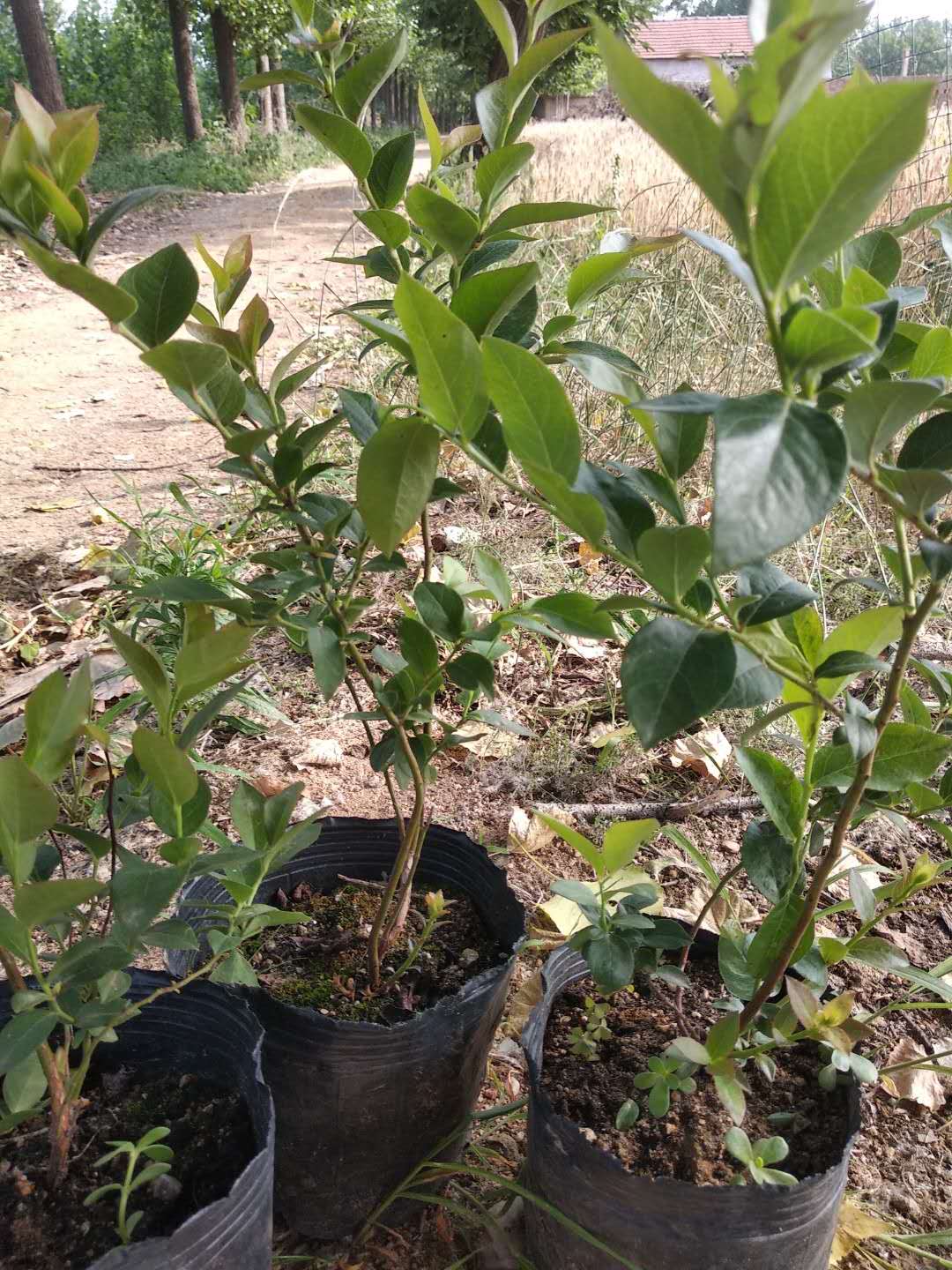 藍莓2年鉢苗13...15鉢種植基地-藍莓2年鉢苗批發(fā)價格-藍莓2年鉢苗13...15鉢- 藍莓2年鉢苗13，15鉢