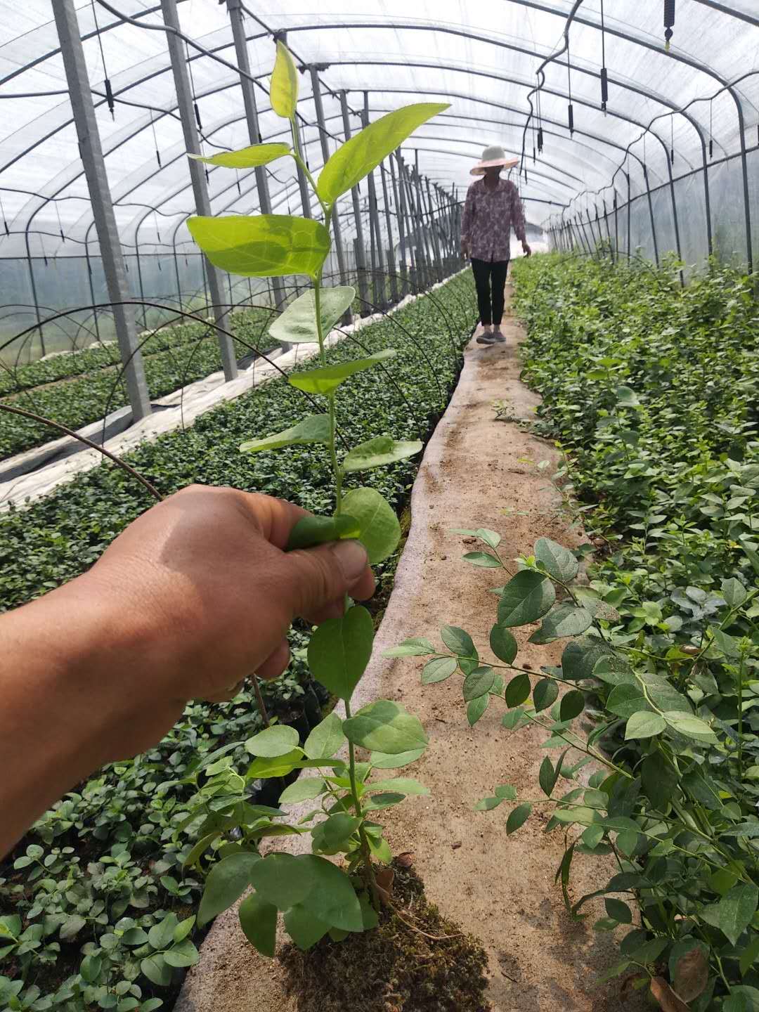 佛山藍莓一年裸根苗-藍莓一年裸根苗批發(fā)價格-藍莓苗廠家直銷-藍莓苗采購電話
