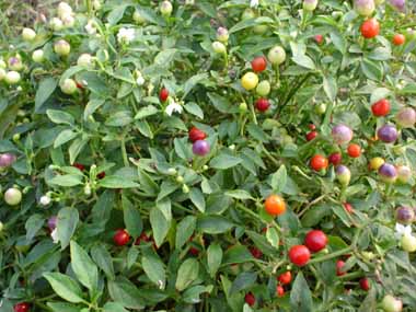 南瓜種子圖片/南瓜種子樣板圖 (3)