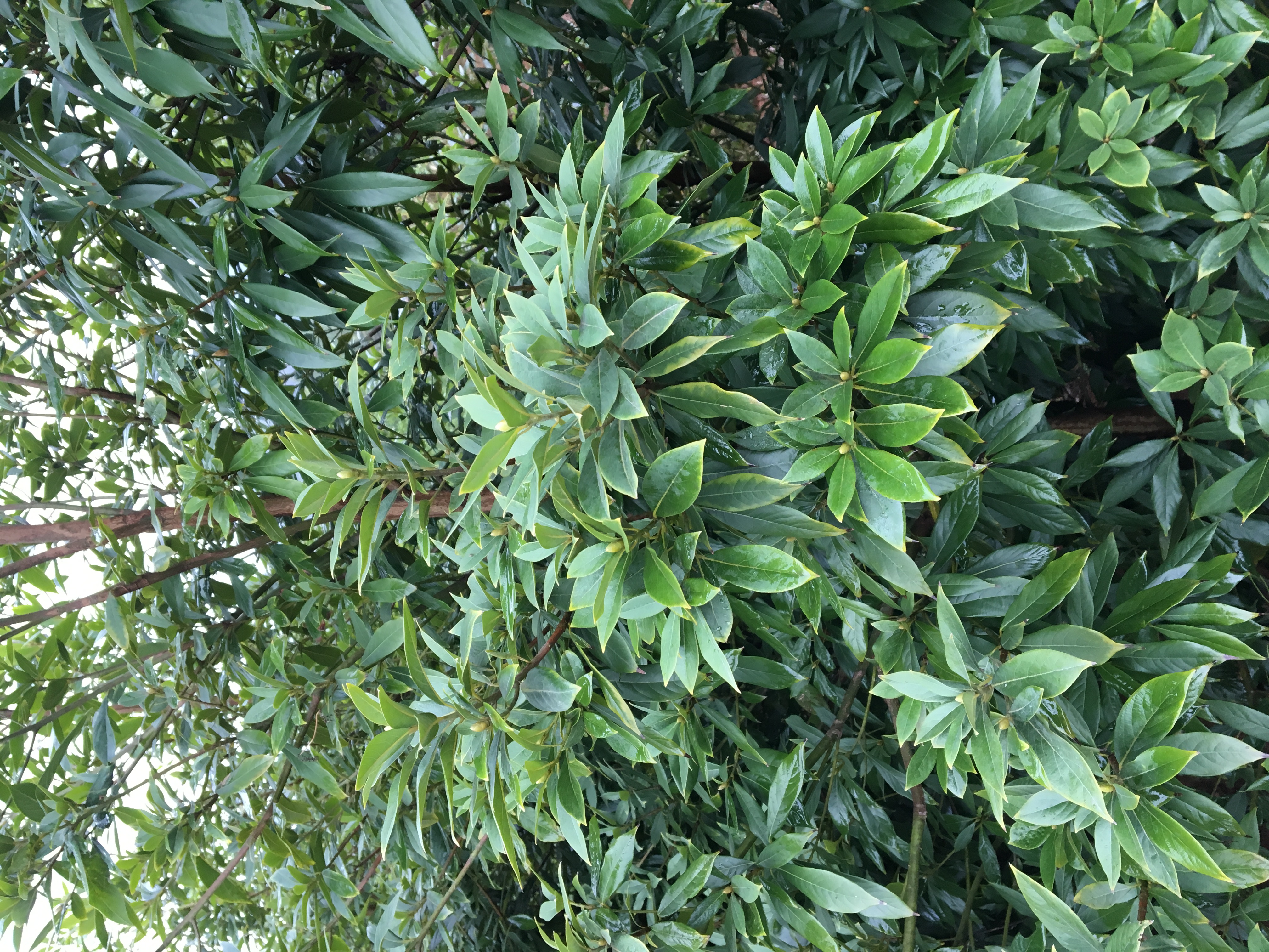 楨楠圖片/楨楠樣板圖 (2)