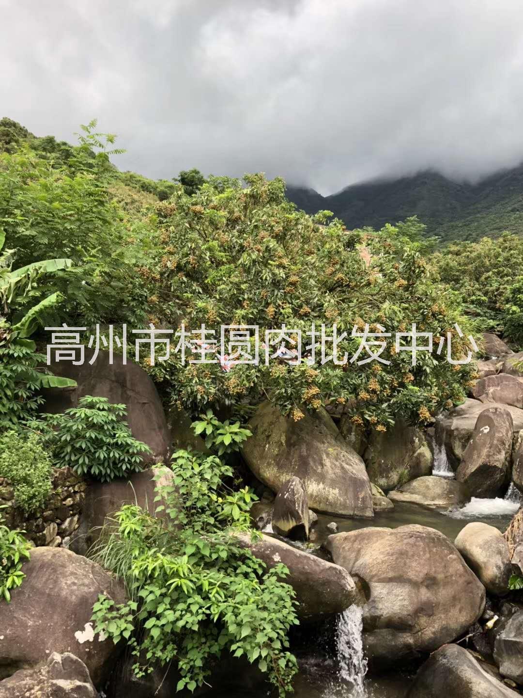 荔枝干圖片/荔枝干樣板圖 (1)