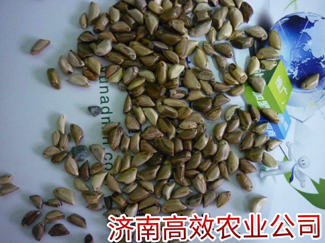 牧草種子墨西哥玉米圖片/牧草種子墨西哥玉米樣板圖 (3)