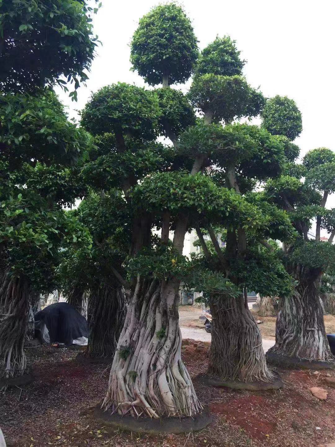 榕樹(shù)圖片/榕樹(shù)樣板圖 (1)