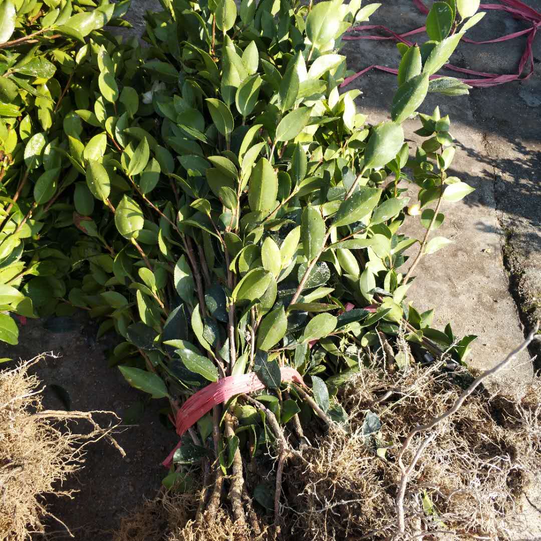 湖南油茶苗價(jià)格 湖南油茶苗種植園 湖南油茶苗直銷商