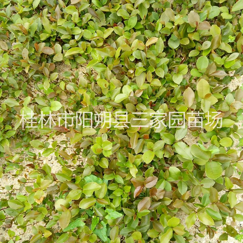 廣西油茶苗廠家 廣西油茶苗廠家電話 桂林油茶苗產(chǎn)地