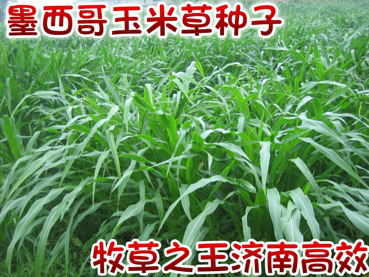 牧草種子墨西哥玉米圖片/牧草種子墨西哥玉米樣板圖 (4)