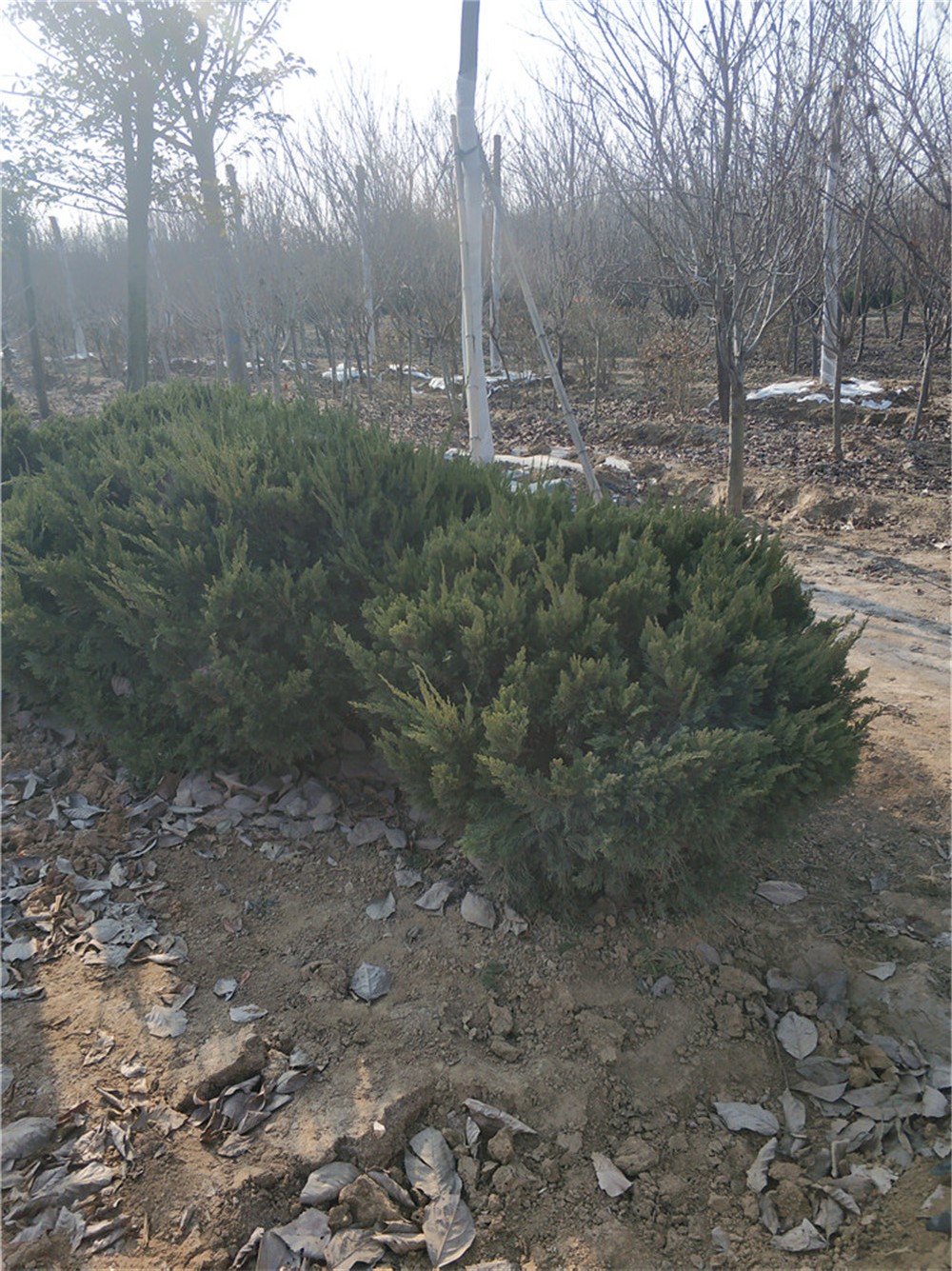 山東龍柏球基地 龍柏球報價圖片/山東龍柏球基地 龍柏球報價樣板圖 (1)