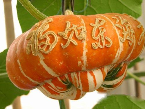 香爐瓜圖片/香爐瓜樣板圖 (2)