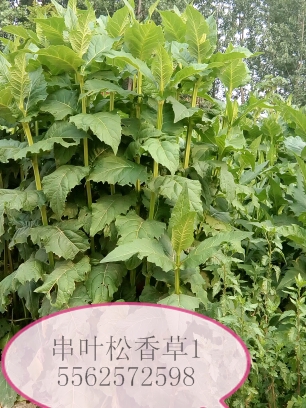 菊苣牧草種子圖片/菊苣牧草種子樣板圖 (4)