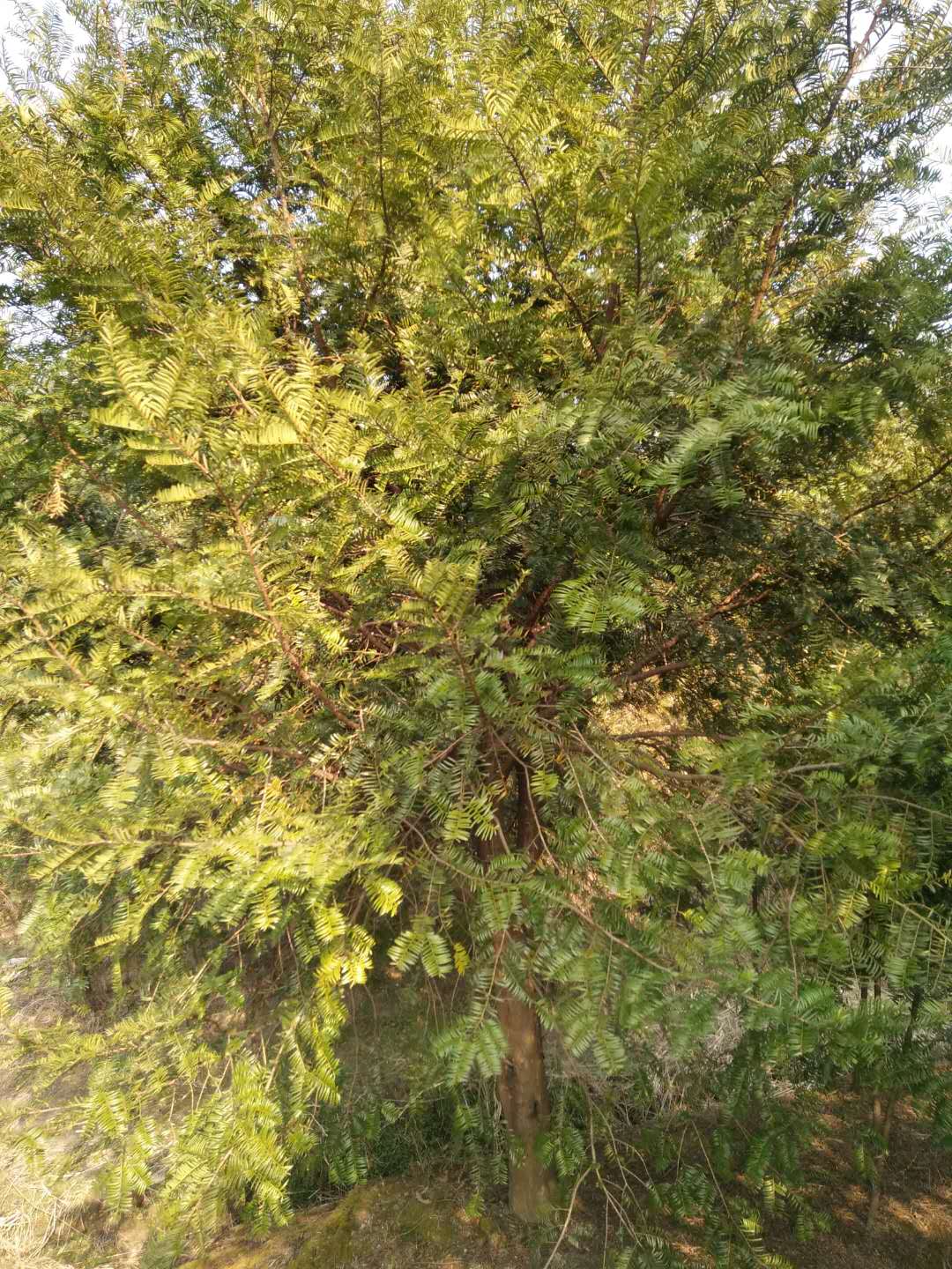 紅豆杉圖片/紅豆杉樣板圖 (2)