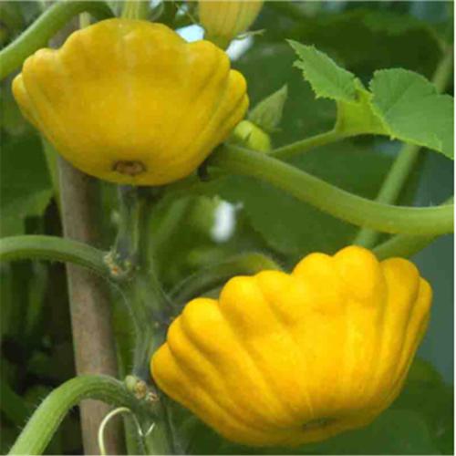 玩具南瓜圖片/玩具南瓜樣板圖 (3)