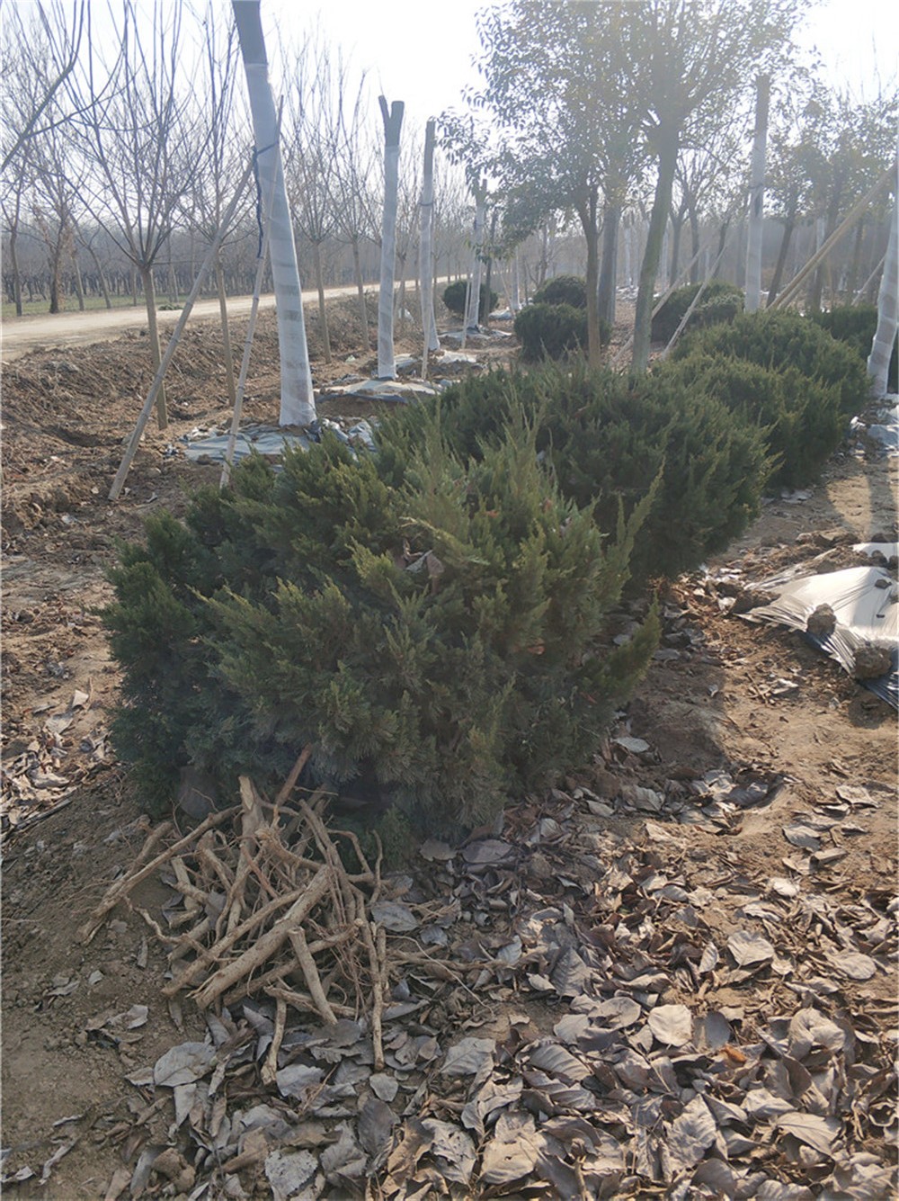 山東龍柏球基地 龍柏球報價圖片/山東龍柏球基地 龍柏球報價樣板圖 (2)