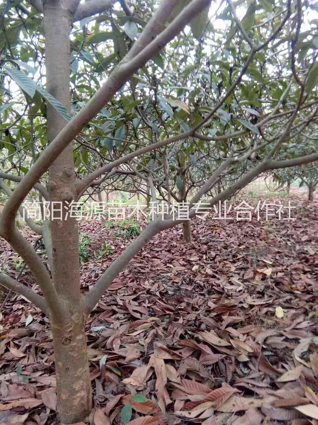 四川大五星枇杷批發(fā)圖片/四川大五星枇杷批發(fā)樣板圖 (4)