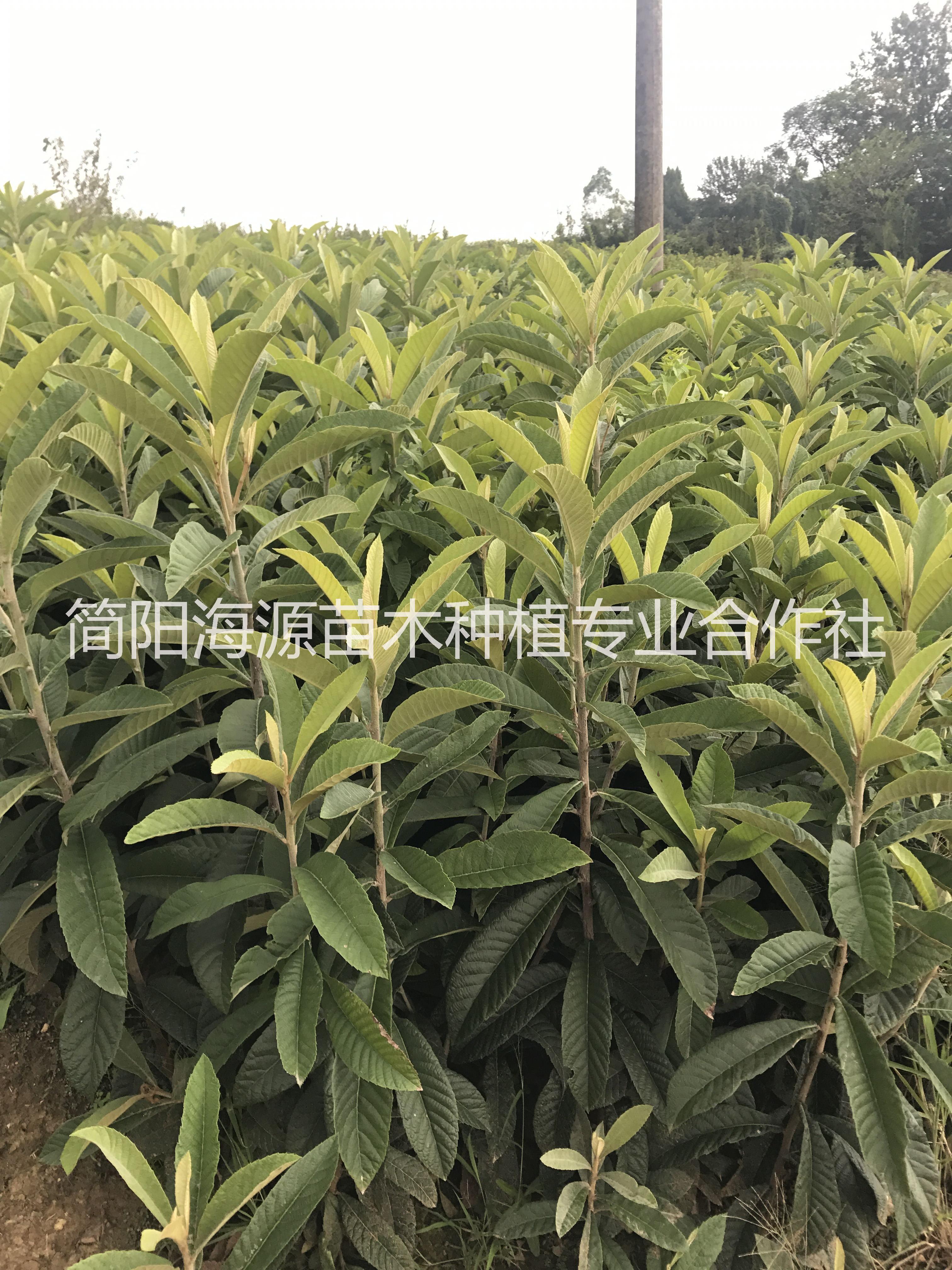 貴州大五星枇杷苗圖片/貴州大五星枇杷苗樣板圖 (4)