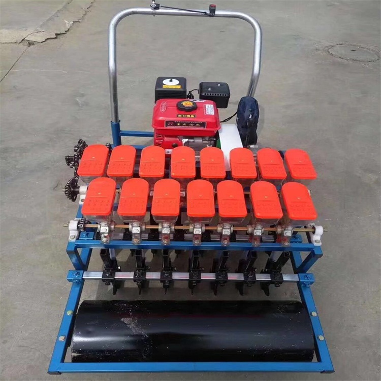 蔬菜種子圖片/蔬菜種子樣板圖 (4)