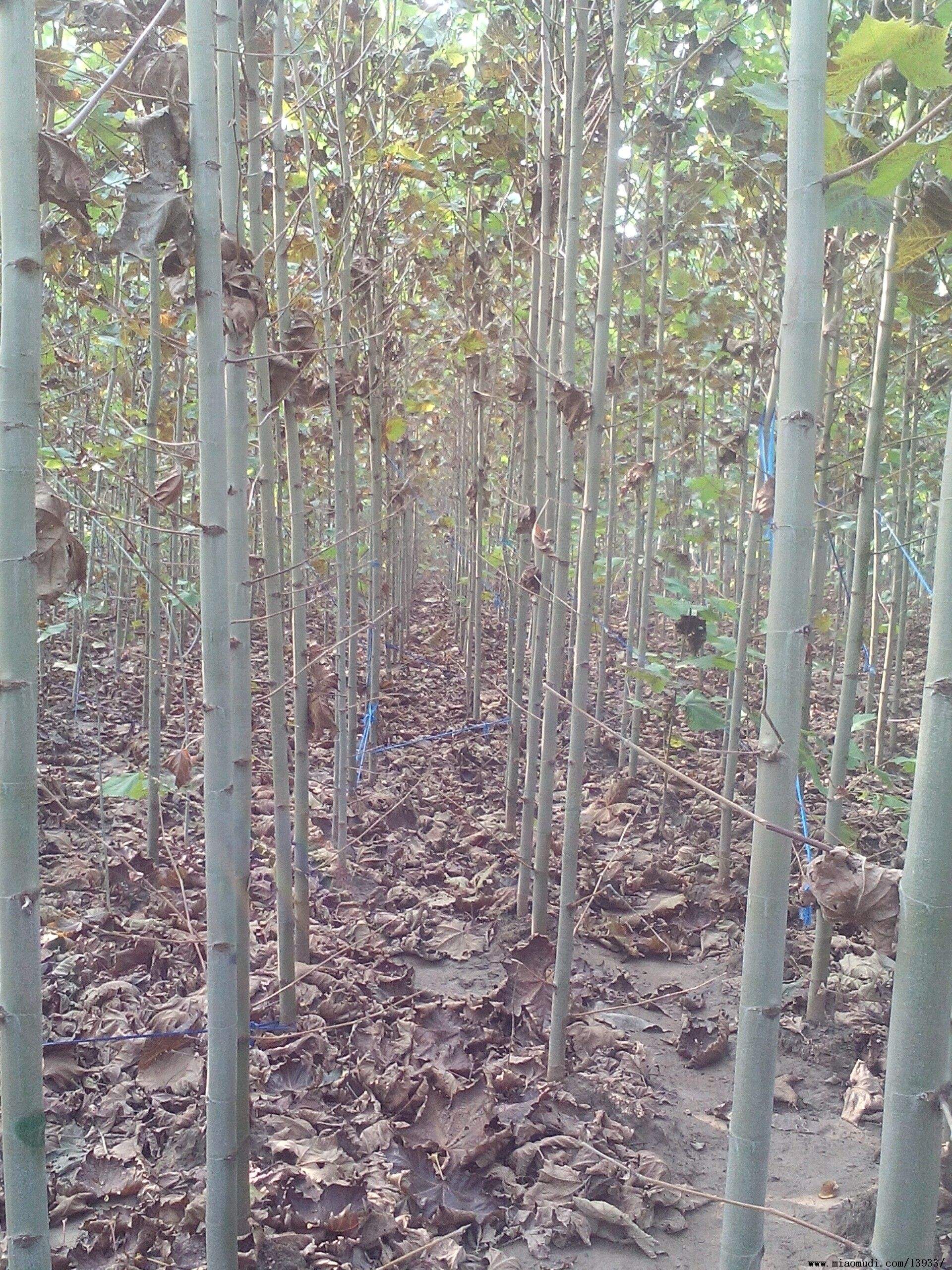 法桐圖片/法桐樣板圖 (2)