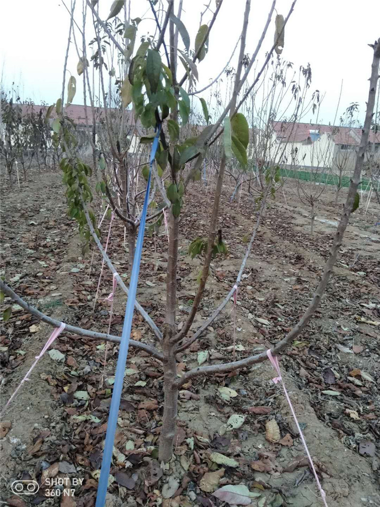 8公分櫻桃樹(shù)圖片/8公分櫻桃樹(shù)樣板圖 (2)