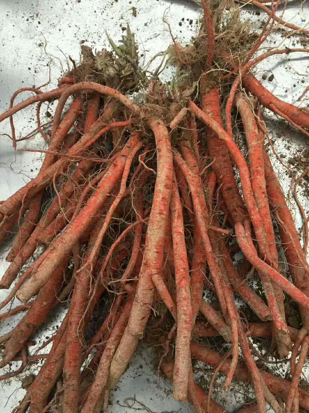 丹參種苗種植方法丹參種苗價格圖片