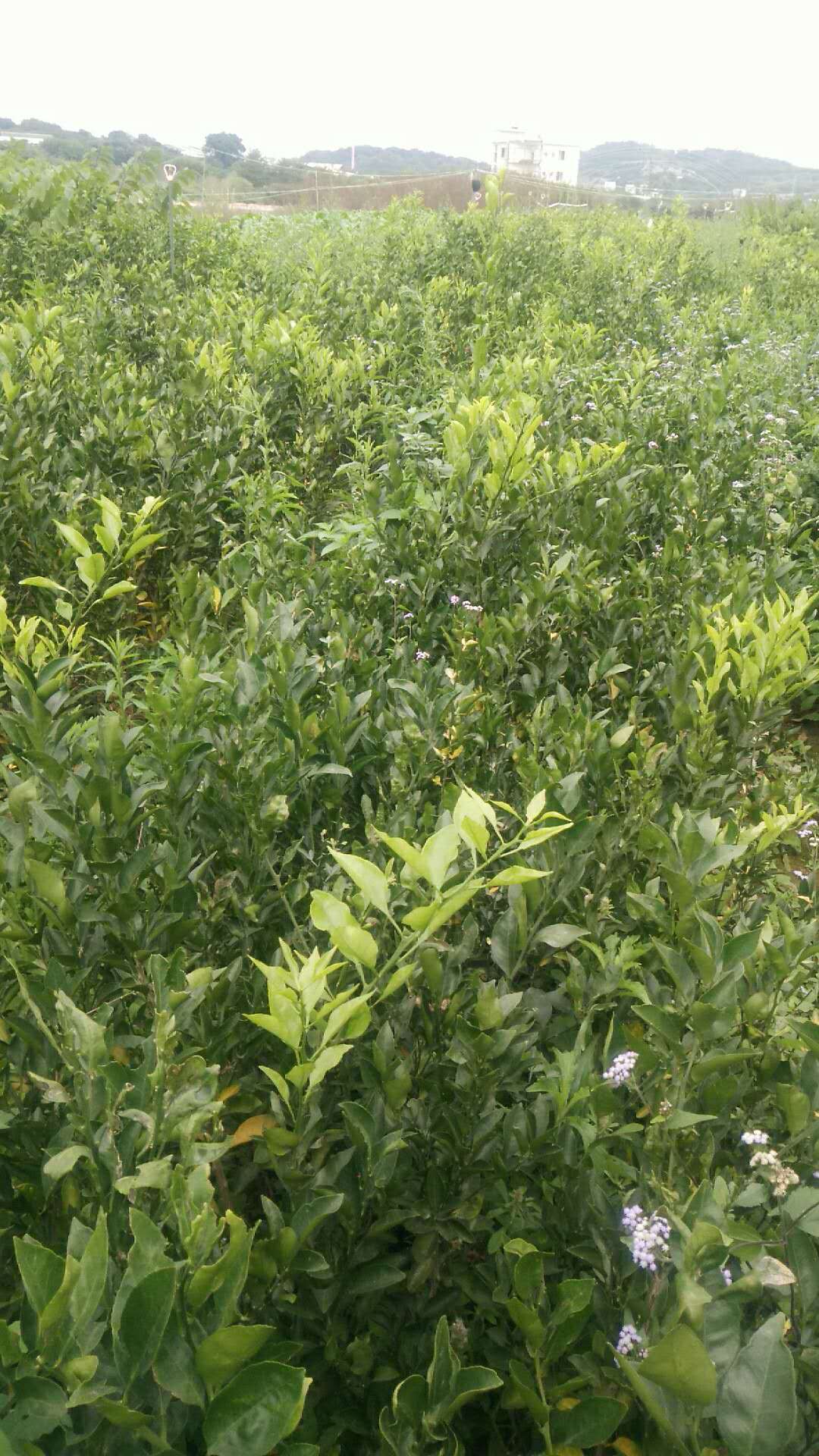 粑粑柑圖片/粑粑柑樣板圖 (3)