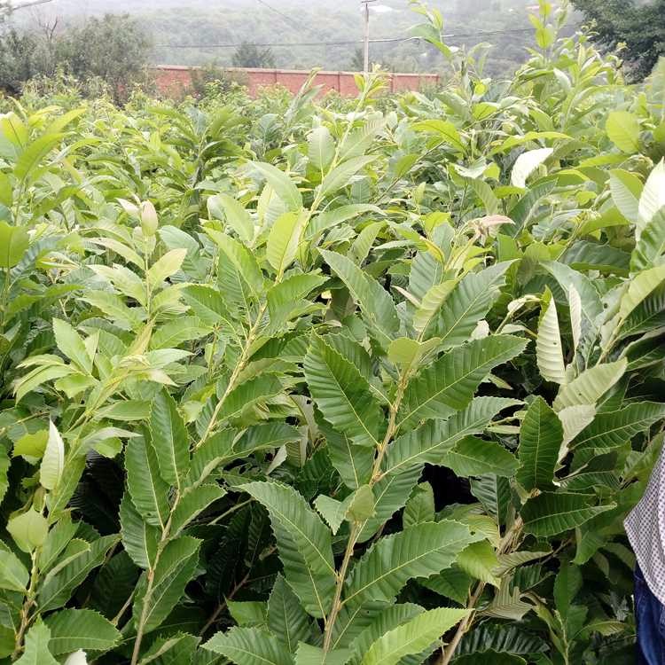 板栗苗 優(yōu)質(zhì)板栗苗廠家 板栗苗價格